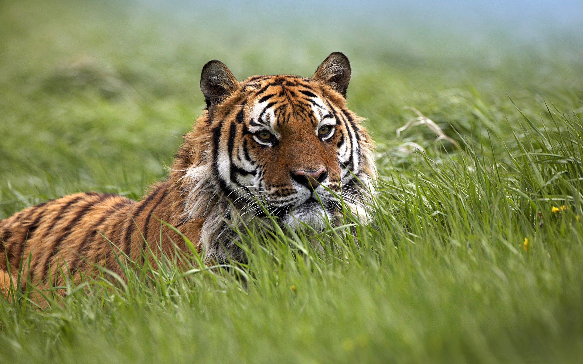 gatti selvatici tigri tigri tigre steppa campo campi agguato attesa trappole trappola erba fauna selvatica predatori