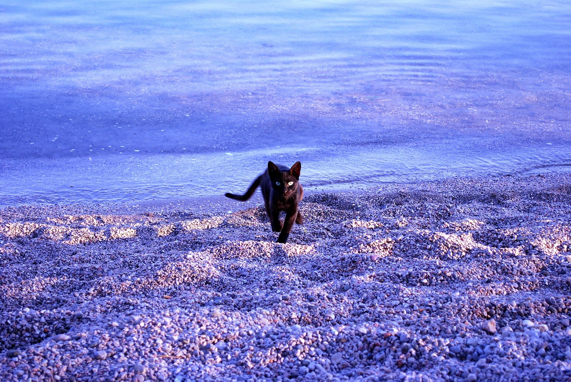 cat sea beach