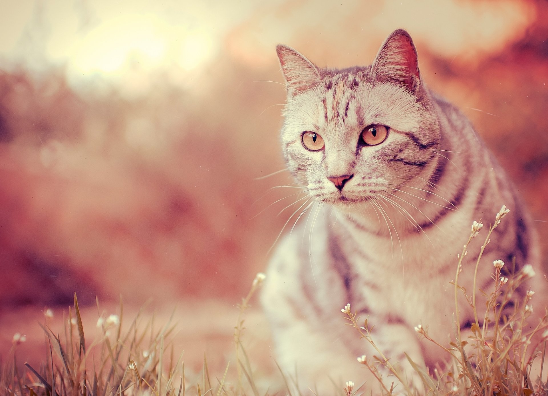 chat laine couleur museau yeux moustache nez pattes photo flou bokeh fond d écran