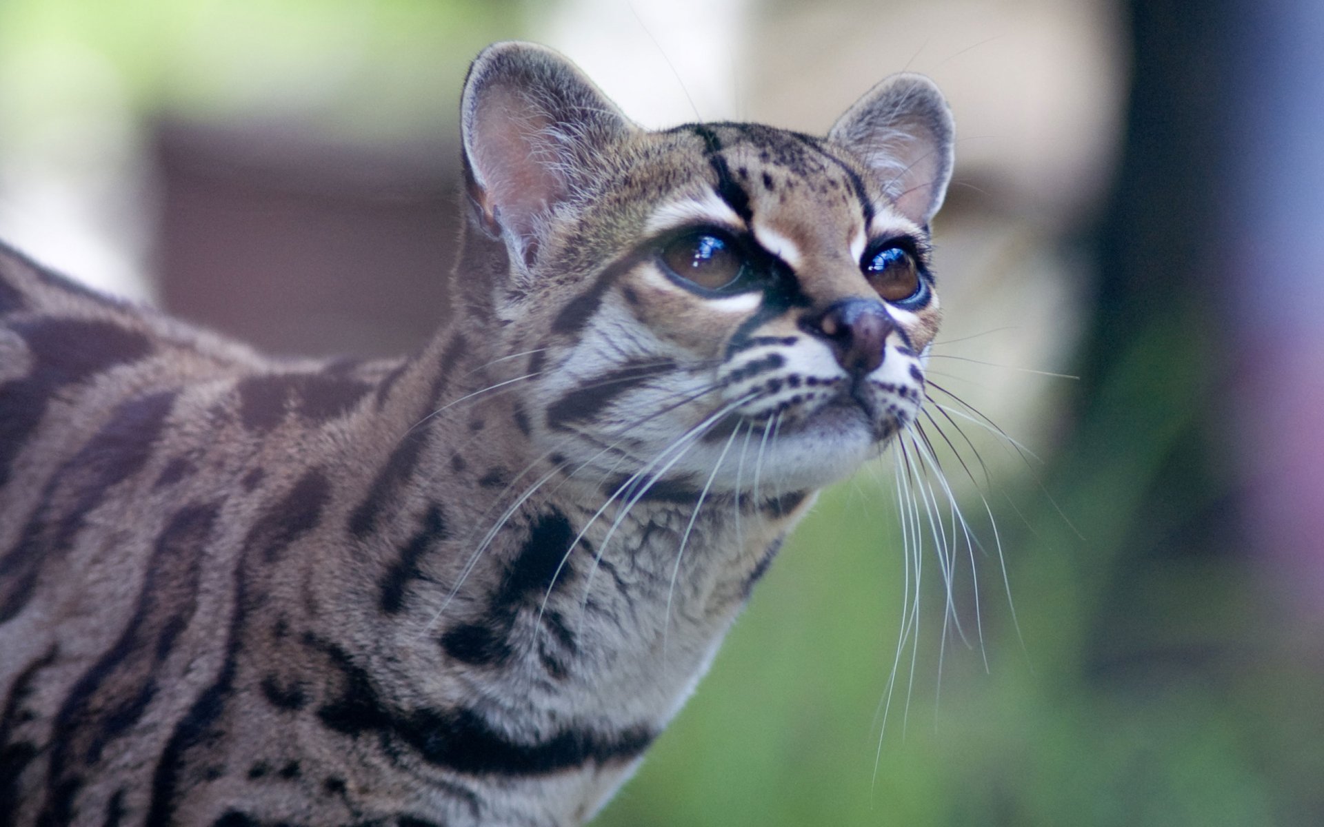 wild cat the ocelot snout view