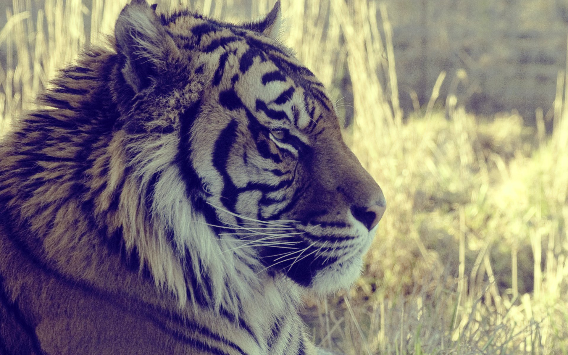 tigre à la recherche vue gros plan animal herbe