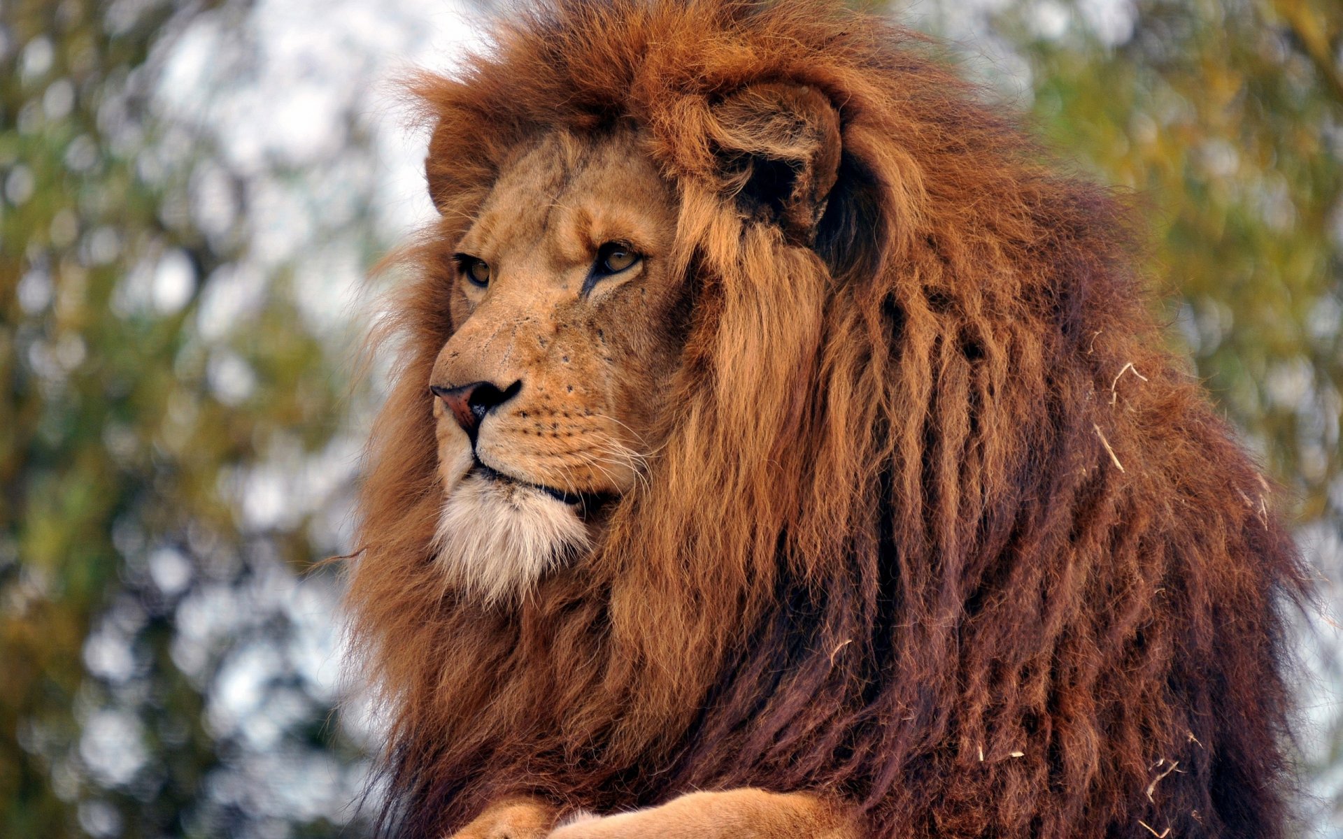 adulto leone re degli animali