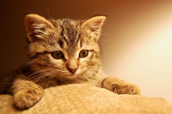 La cara y las patas de un gatito rayado