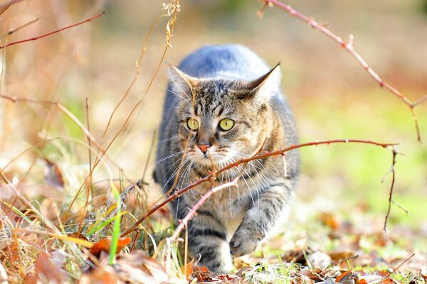 Le chat est allé à la chasse