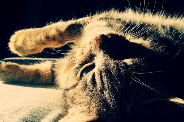 El gato está cansado y descansa el campo de un día difícil