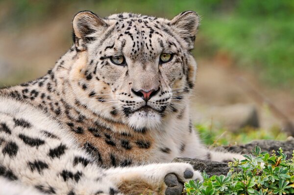 The snow leopard frowns into the distance