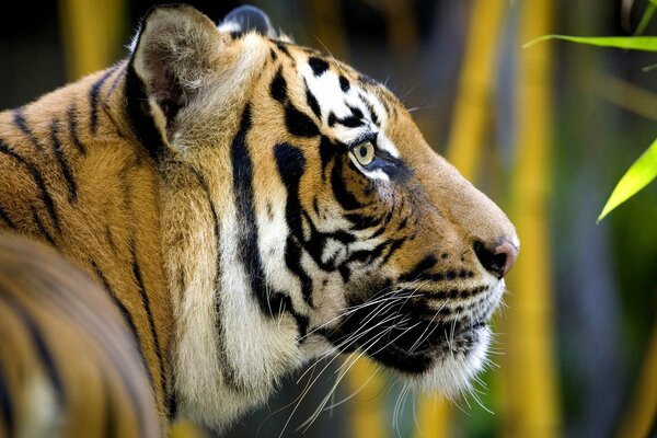 Tiger im Wald häufiger