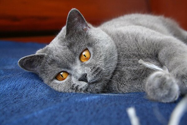 Chat gris, chat aux yeux de noisette, animal de compagnie