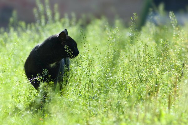 Gatto nero che cammina nell erba