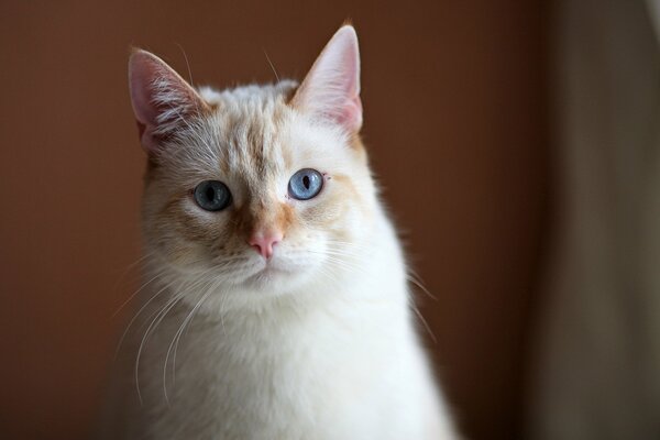 Nie ma ładniejszego kotka z niebieskimi oczami i różowym nosem