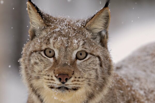 Buena mirada de lince en invierno