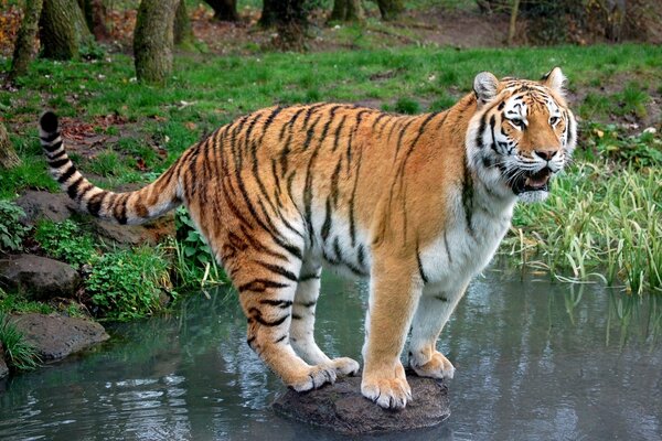 Tiger in der Mitte eines Baches auf einem Stein