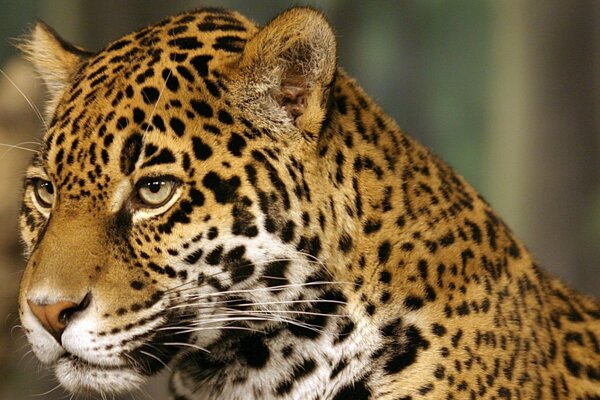 Ein gefleckter Jaguar schaut in die Ferne