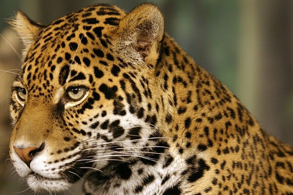 Il giaguaro macchiato guarda in lontananza