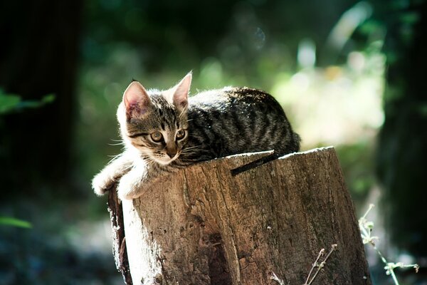 A gray-haired kitten is lying on a stump