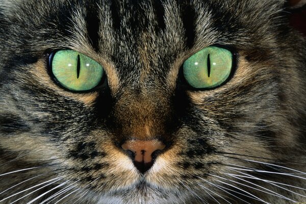 Beaux yeux verts chez le chat