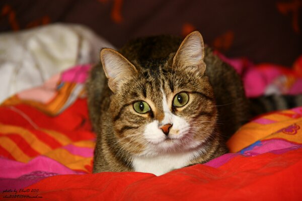 Chat couché sur une couverture rouge