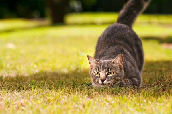 A cat hunts on a sunny day in a clearing