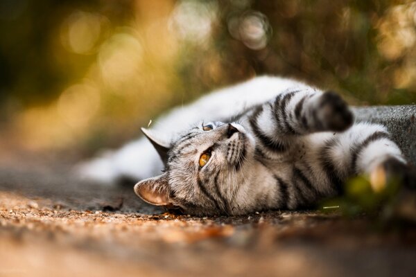 Eine gemütliche Herbstkatze wärmt sich in der Sonne