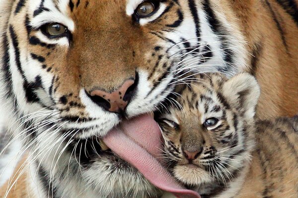 The muzzle of a tigress licks a tiger cub