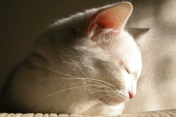 Rêve d un adorable chat blanc