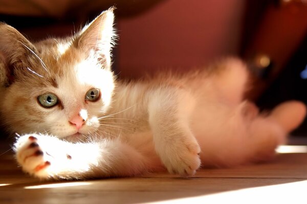 Bianco peloso gattino sul pavimento