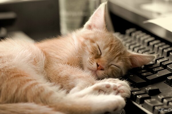 Pequeño gatito rojo durmiendo en el teclado