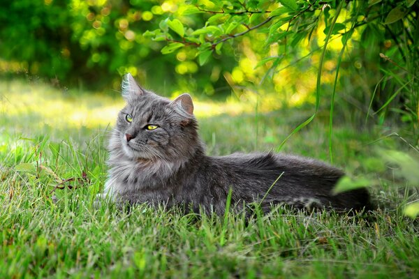 Verano, hierba, gato gris