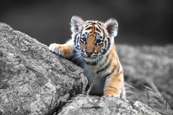 Das kleine Tigerkind auf dem Stein: Ich bin ein ernstes Raubtier, keine Katze 