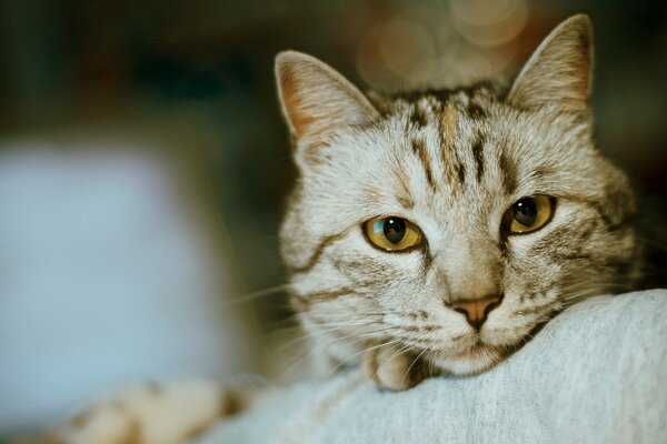 Mirada melancólica del gato rayado