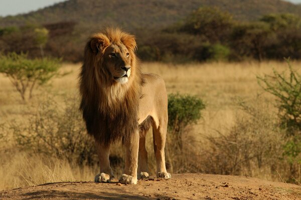 Animal libre de León africano