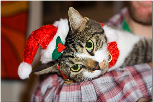 Weihnachtsstimmung, die Katze des Weihnachtsmannes