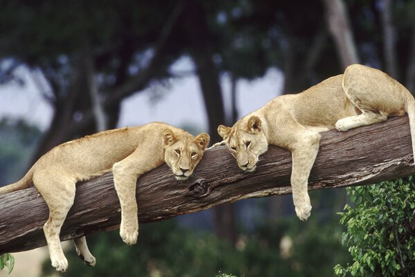 Pareja de leonas en la naturaleza