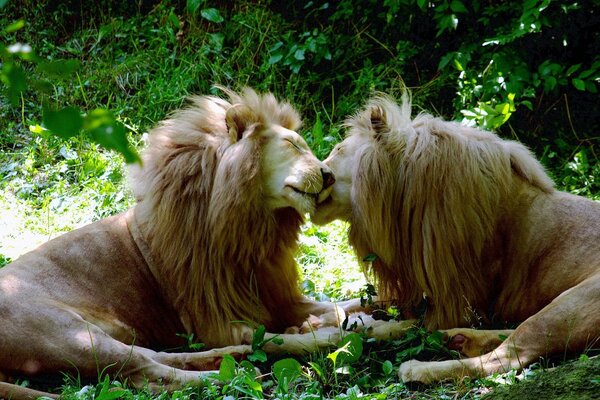 Two white lions side by side