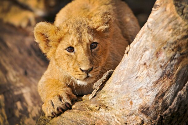 A little lion cub learns to hunt