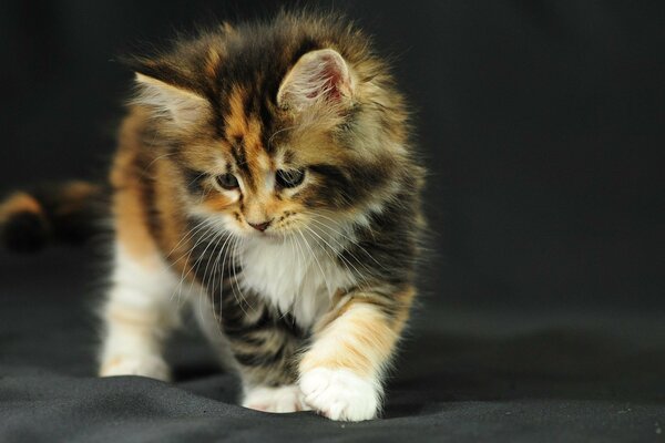 Chaton moelleux étudie le tissu