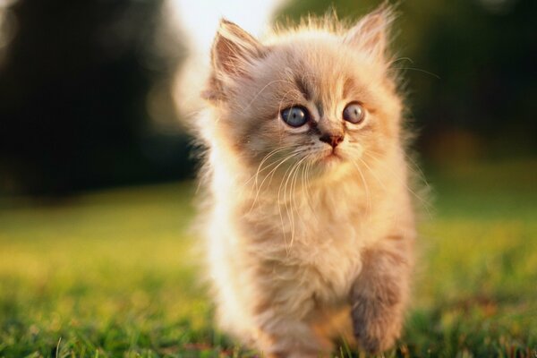 Chaton moelleux sur une promenade