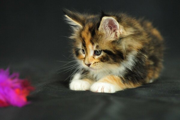 The kitten is watching the toy