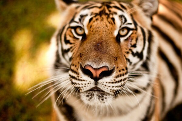 Tiger s face with a predatory look