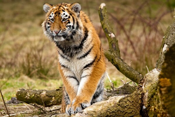 Majestueux tigre de Sibérie se dresse sur une bûche de bois