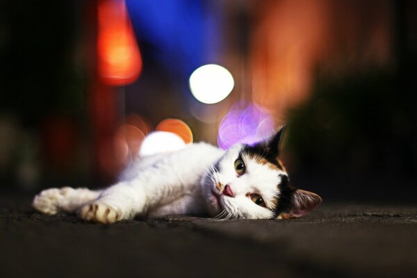 A black and white cat is lying on the road