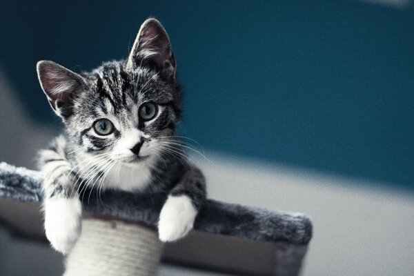 Chaton avec un joli visage et des pattes er