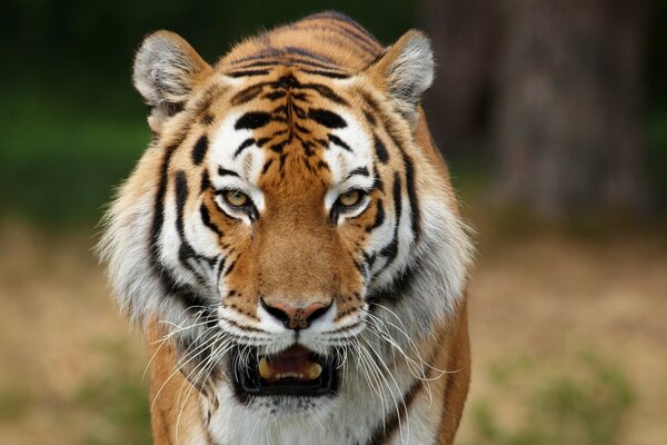 Siberian tiger with open mouth and yellow eyes