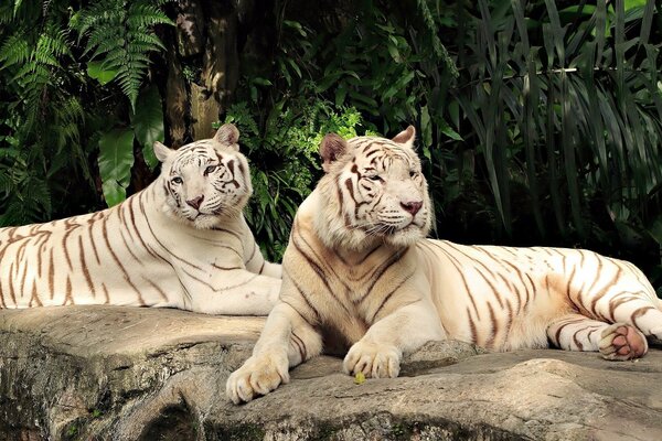 A pair of rare white tigers