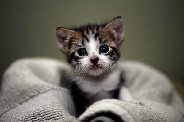 A cute kitten peeks out of a towel