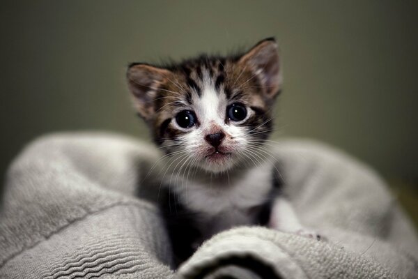 Mały kotek zagląda z ręcznika