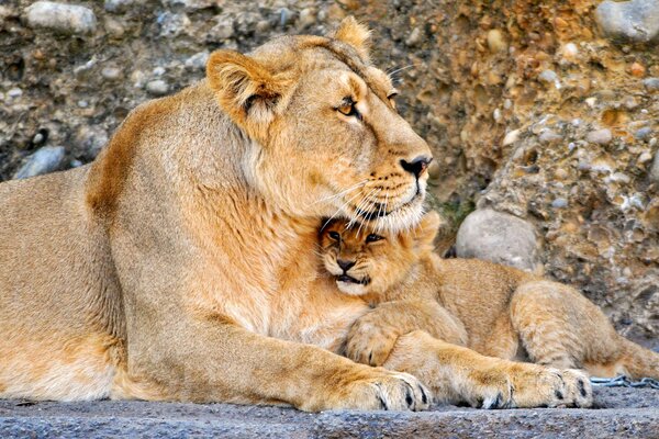 Simpatici filmati di un cucciolo di leone e di un grande Leone