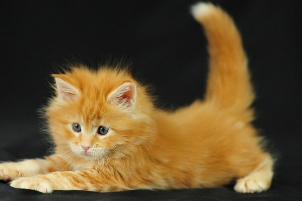 Red-haired little fluffy kitten