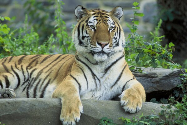 Photo tiger on a tree