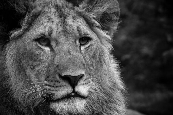 Black and white photo of a lion